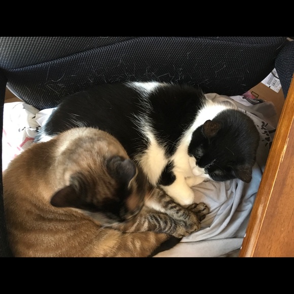 Meet your Posher, Anna - Picture 2 of 3